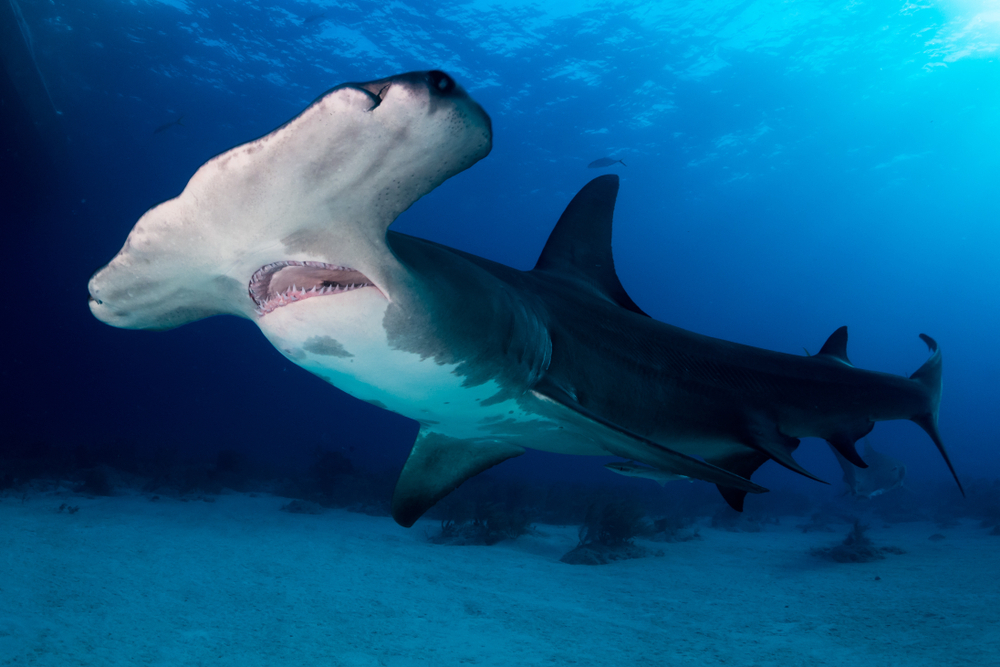 Hammerhead Sharks - 100funfacts.com