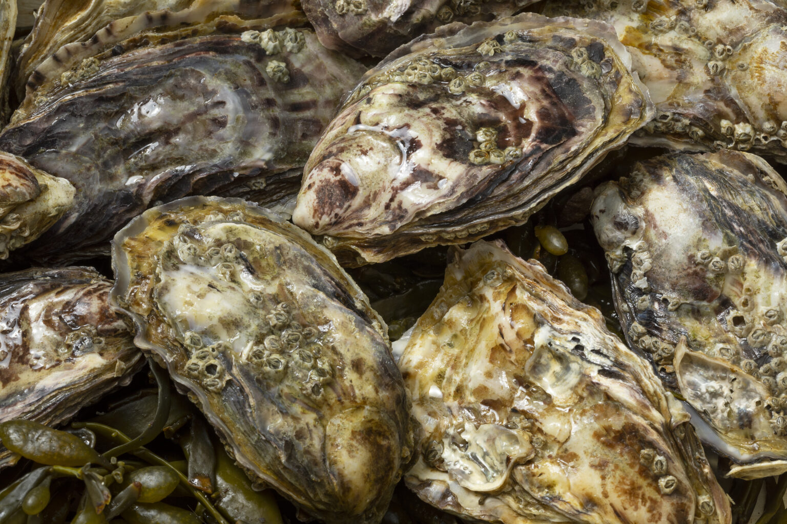 Oysters